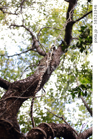 森の中の木 森の中の木 58523346