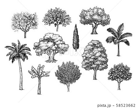 Ink sketch of trees. 58523662