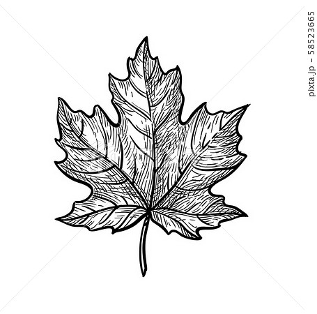 Ink sketch of maple leaf. Ink sketch of maple leaf. 58523665