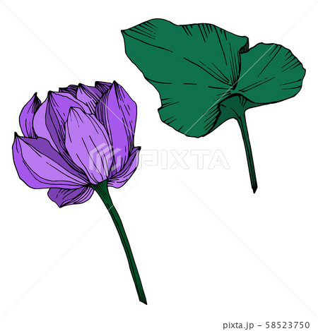 Vector Lotus floral botanical flower. Black and white engraved ink art. Isolated lotus illustration 58523750