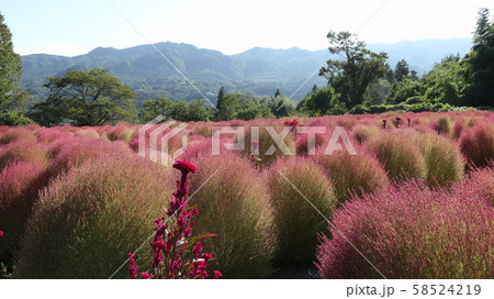 伊賀野の花畑(水上) 58524219