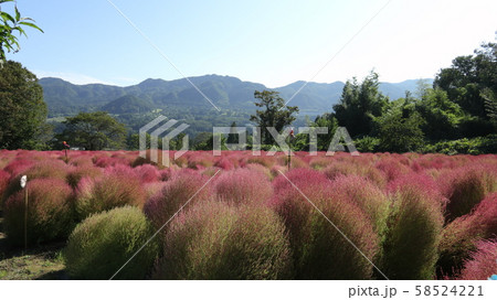 伊賀野の花畑(水上) 58524221