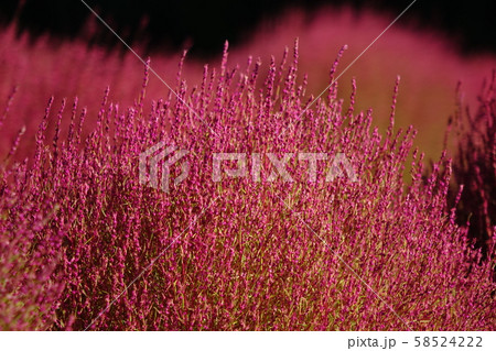 伊賀野の花畑(水上) 伊賀野の花畑(水上) 58524222