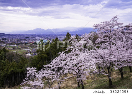 (山梨県)大法師公園 大法師さくら祭り (山梨県)大法師公園 大法師さくら祭り 58524593