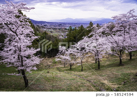 （山梨県）大法師公園　大法師さくら祭り 58524594