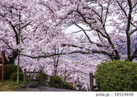 （山梨県）大法師公園の桜 58524640