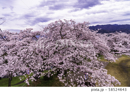 （山梨県）大法師公園の桜 58524643