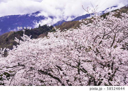 （山梨県）大法師公園の桜 58524644