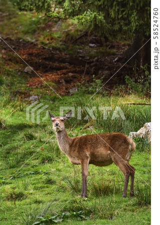 Deer in the Forest Deer in the Forest 58524760