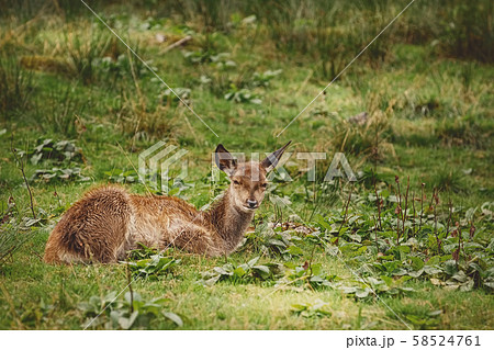 Deer in the Forest Deer in the Forest 58524761