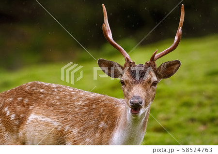 Deer on the Pasture Deer on the Pasture 58524763