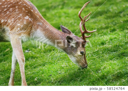 Deer on the Pasture Deer on the Pasture 58524764