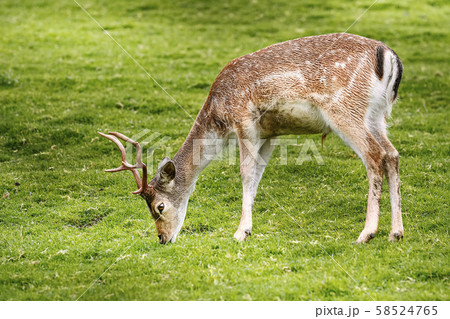 Deer on the Pasture Deer on the Pasture 58524765