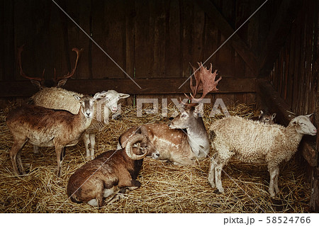 Animals in the barn Animals in the barn 58524766