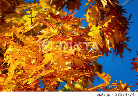 Sycamore leaves in autumn Sycamore leaves in autumn 58524774
