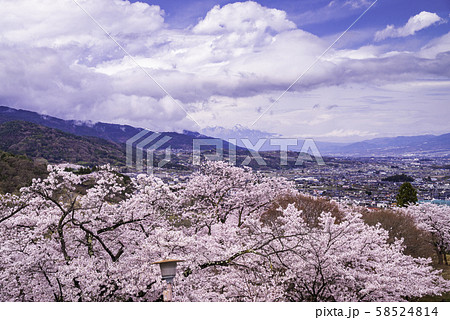 （山梨県）大法師公園の桜　甲府盆地と南アルプス 58524814