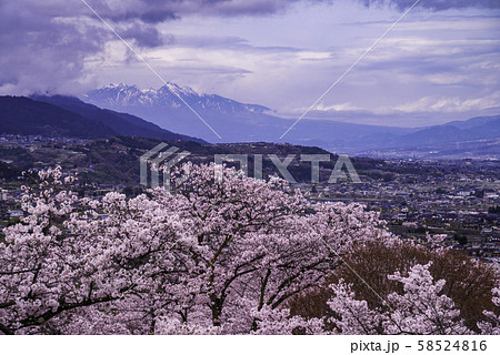 （山梨県）大法師公園の桜　甲府盆地と南アルプス 58524816