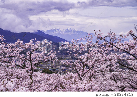 （山梨県）大法師公園の桜　甲府盆地と南アルプス 58524818