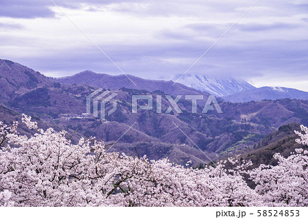 (山梨県)大法師公園の桜 雲に隠れた富士山 (山梨県)大法師公園の桜 雲に隠れた富士山 58524853