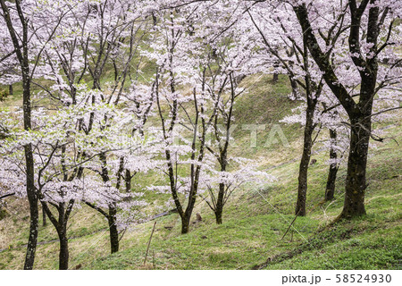 （山梨県）大法師公園　大法師さくら祭り 58524930