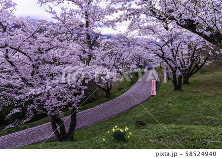 (山梨県)大法師公園 大法師さくら祭り (山梨県)大法師公園 大法師さくら祭り 58524940