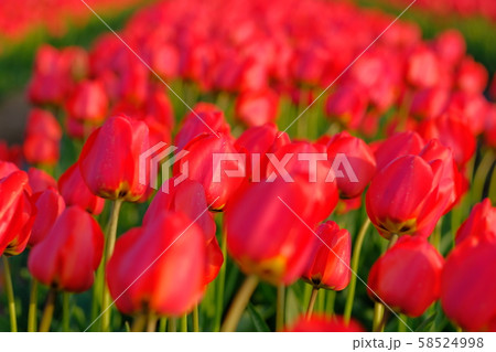 赤いチューリップ 58524998