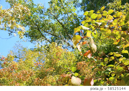 色づく木々 58525144