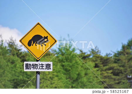 山道で見かける標識　動物注意　タヌキ 58525167