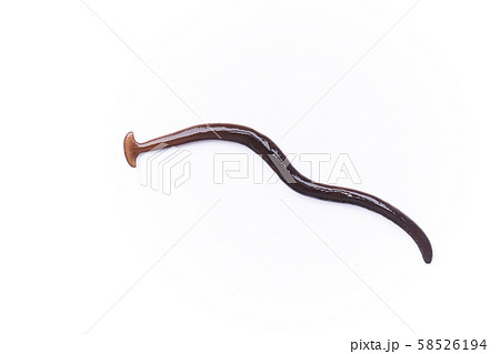 笄蛭 笄蛭 58526194