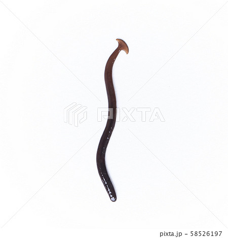 コウガイビル 58526197