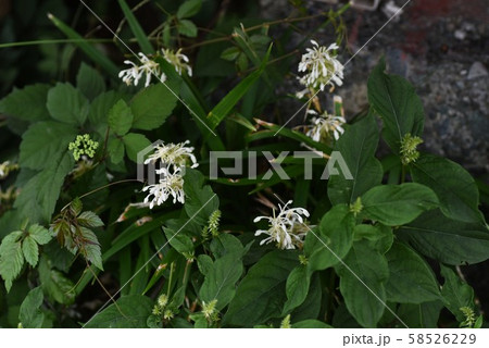 ノシラン ノシラン 58526229