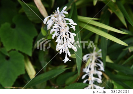 ノシラン ノシラン 58526232