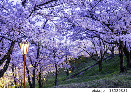（山梨県）大法師さくら祭り　ライトアップ 58526381
