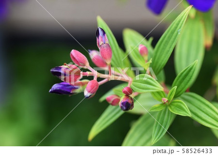 シコンノボタン シコンノボタン 58526433