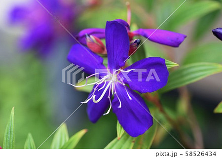 シコンノボタン シコンノボタン 58526434