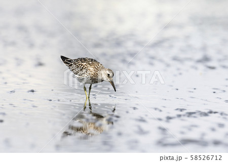 オバシギ幼鳥 58526712
