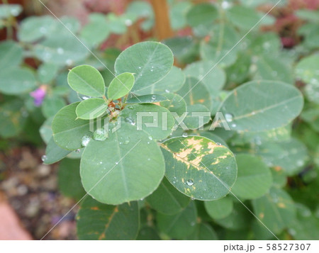 萩　ハギ　植物 58527307