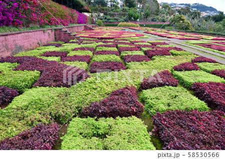 ポルトガル領、マデイラ島、フンシャル、植物園 58530566