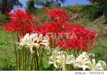 羽黒山公園の彼岸花 紅白の写真素材