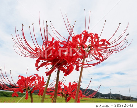 ヒガンバナの花　彼岸花　曼珠沙華 58532042