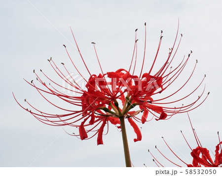 ヒガンバナの花 彼岸花 曼珠沙華 ヒガンバナの花 彼岸花 曼珠沙華 58532050