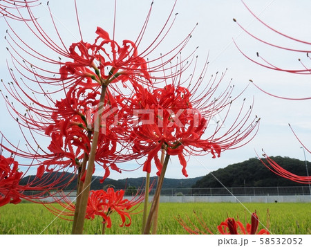 ヒガンバナの花 彼岸花 曼珠沙華 ヒガンバナの花 彼岸花 曼珠沙華 58532052