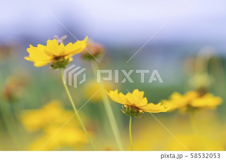 韓国の風景 花 黄色の花 58532053