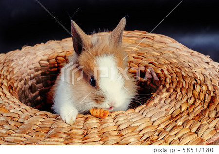 Easter Bunny - Isolated Set Easter Bunny - Isolated Set 58532180