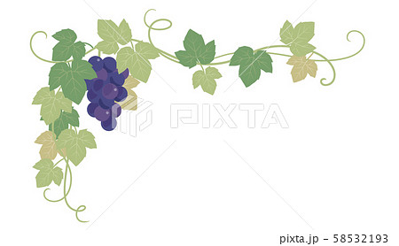 ブドウの葉の飾り枠のイラスト素材 58532193 Pixta