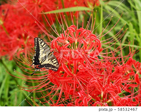 ヒガンバナに止まるキアゲハ 58532467