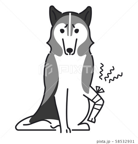 犬 ポーズ 表情 １匹 怪我 シベリアンハスキーのイラスト素材