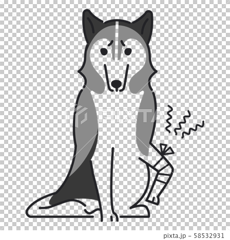 犬 ポーズ 表情 １匹 怪我 シベリアンハスキーのイラスト素材