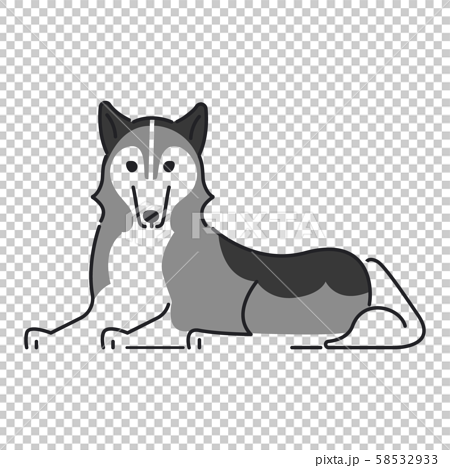 犬 ポーズ 表情 １匹 フセ シベリアンハスキーのイラスト素材