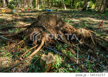 倒木 58533257